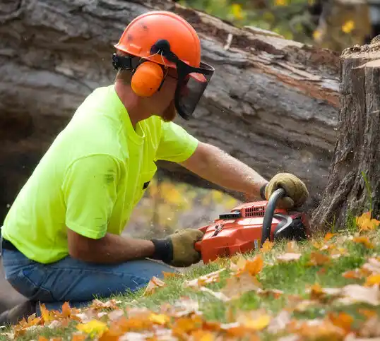 tree services Toledo